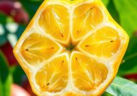 Karambola – właściwości, smak i zdrowotne korzyści owocu tropikalnego