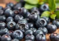 Zdrowotne właściwości borówki amerykańskiej – co warto wiedzieć?