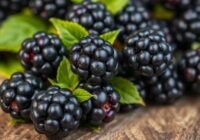 Właściwości zdrowotne jeżyn: Dlaczego warto jeść te owoce?