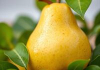 Gruszka azjatycka – właściwości, odmiany i zastosowanie w kuchni