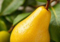 Gruszka Nashi – zdrowie, dieta i zastosowanie w kosmetykach