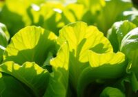 Sałata masłowa – wartości odżywcze, właściwości i zastosowanie