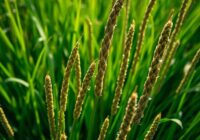 Skrzyp polny – właściwości, zastosowanie i zdrowotne zalety