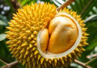 Durian – odkryj zdrowotne właściwości i wartości odżywcze owocu