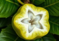 Gwiezdne jabłko: właściwości, skład i korzyści zdrowotne