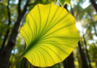 Liść miłorzębu – właściwości zdrowotne i zastosowanie w suplementacji