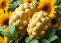 Topinambur – zdrowotne właściwości i korzyści dla organizmu