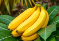 Właściwości bananów: wartości odżywcze, zdrowie i korzyści
