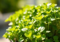 Rzeżucha – zdrowotne właściwości i zastosowanie w diecie