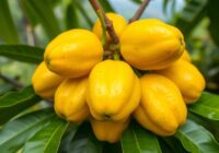 Lanzones – zdrowy owoc tropikalny pełen właściwości prozdrowotnych