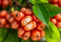 Longan – poznaj właściwości, wartości odżywcze i zdrowotne tego owocu