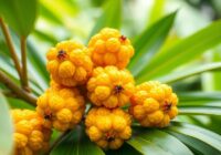 Rambai (Baccaurea motleyana) – właściwości i zastosowania owoców